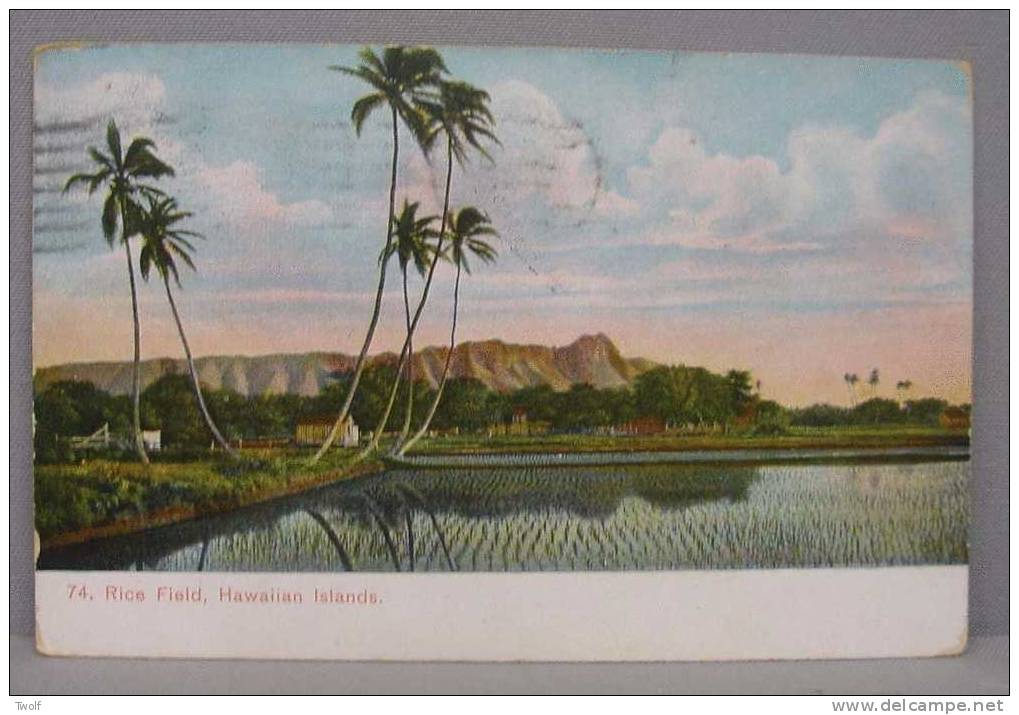 74 - Rice Field - Hawaiian Islands - Published By The Island Curio Co., Jas. Steiner, Honolulu -- Germany - Big Island Of Hawaii