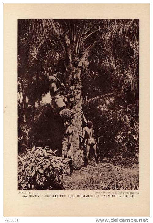 AFRIQUE .DAHOMEY.BENIN.CUEILLETTE DES REGIMES DU PALMIER A L' HUILE. PHOTO. - Benín