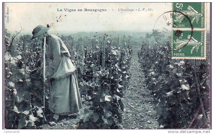 Région - La Vigne En Bourgogne - L'accolage - Bourgogne