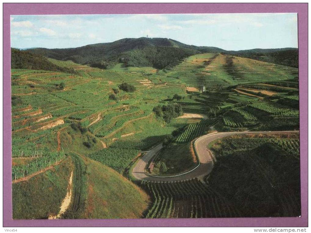 Oberbergen Im Kaiserstuhl  -  Terrassenlandschaft Mit Blick Gegen Totenkopf - Kaiserstuhl