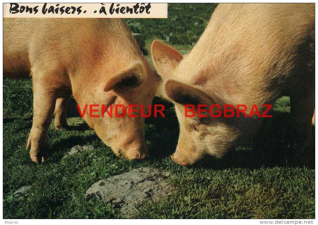 COCHONS      HUMOUR - Pigs