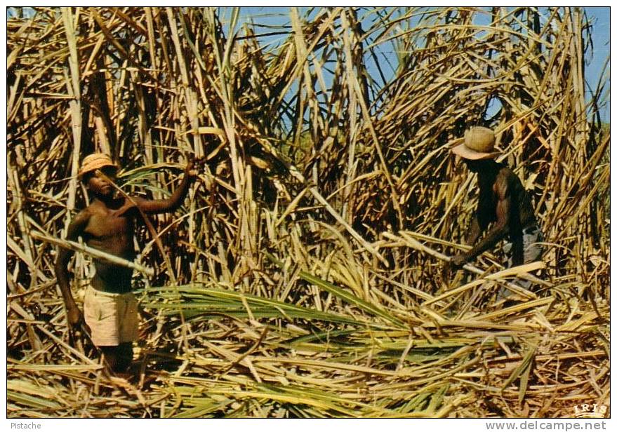 Haiti - Canne à Sucre - Sugar Cane - Agriculture - Neuve - État TB - 2 Scans - Haïti