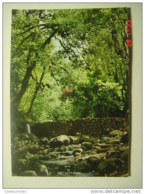 4922 BOSQUE DEL CEDRO LA GOMERA  CANARIAS CANARY ISLANDS POSTAL AÑOS 1970 MIRA OTRAS DE ESTA CIUDAD - Gomera