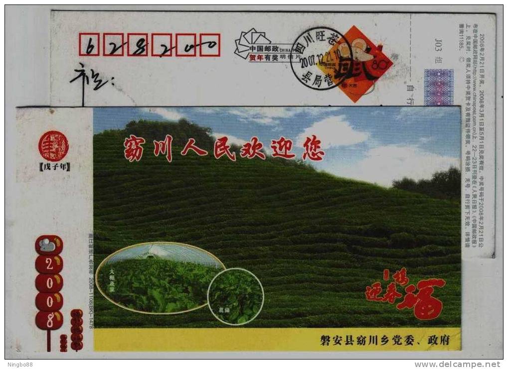 Greenhouse Vegetable,Pueraria Lobed Kudzu Vine,tea Mountain,CN08 Pan'an New Year Greeting Postal Stationery Card - Vegetables