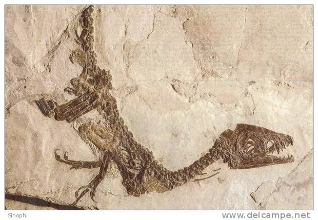 E-10zc/Fo7^^  Dinosaur  Fossil   , ( Postal Stationery , Articles Postaux ) - Fossiles