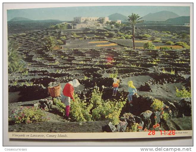 4955 LA GERIA LANZAROTE WINE VINO VINEYARDS CANARIAS CANARY ISLANDS POSTAL AÑOS 1960 MAS DE ESTA CIUDAD EN MI TIENDA - Lanzarote