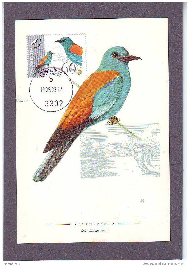 CARTE MAXIMUM, MAXIMUM CARD, BIRDS, OISEAUX, SLOVENIA, CORACIAS GARRULUS - Segler & Kolibris