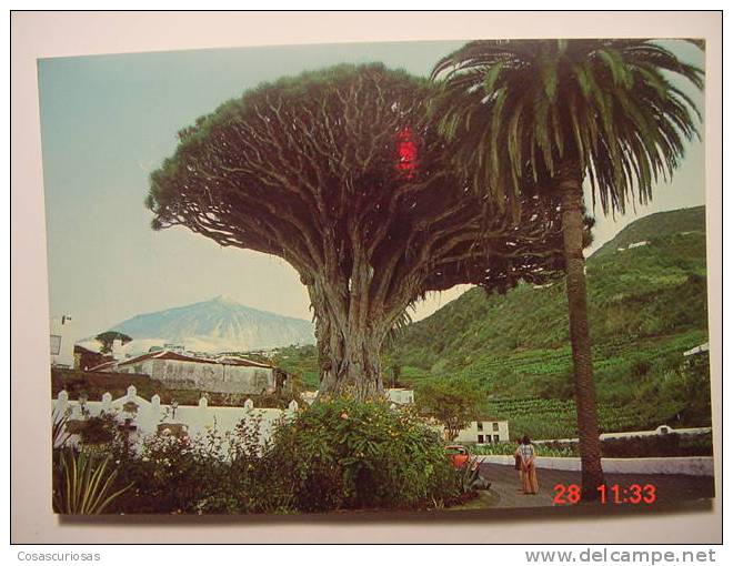 4995 ICOD DRAGO TEIDE TENERIFE CANARIAS CANARY ISLANDS POSTAL AÑOS 1970 MAS EN MI TIENDA - Fuerteventura