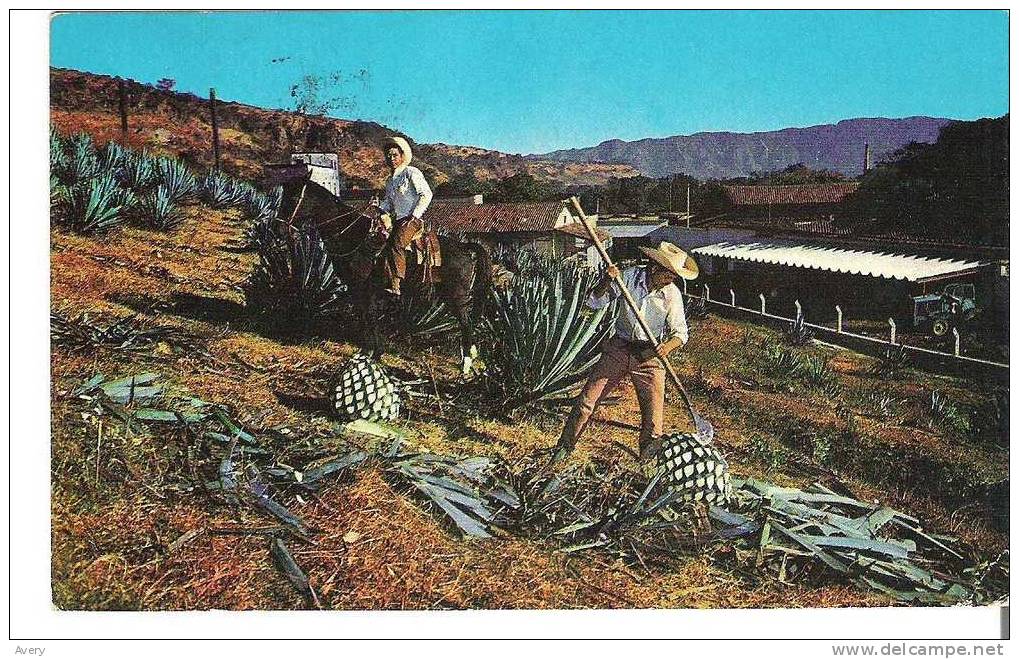 Cropping Of The Tequila Plant At The "Tequila Sauza" Ranch, Mexico  Jima Del Mezcal En La Hacienda "Tequila Sauza - Mexico