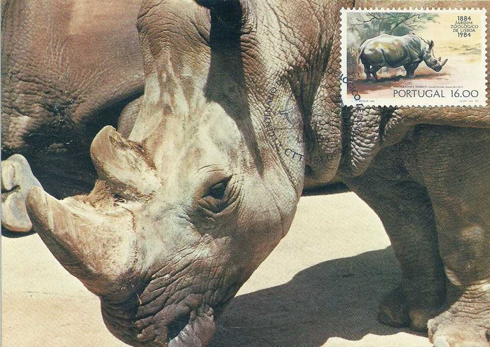 Portugal 1984 Lisbon Zoo White Rhinoceros Ceratotherium Simum Maximum Card Carte Kaart Tarjeta BPC48 - Rhinoceros