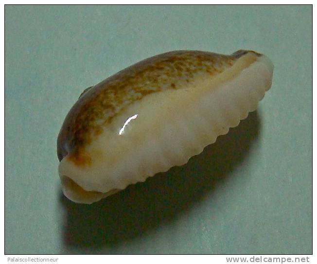 N°2930 // CYPRAEA  CYLINDRICA NIGER Et HYPER ROSTREE //  F++  :  28,3mm  //  RARISSIME . - Seashells & Snail-shells