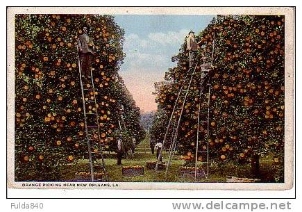 CPA.  NEW ORLEANS.LA.  Orange Picking Near. - New Orleans