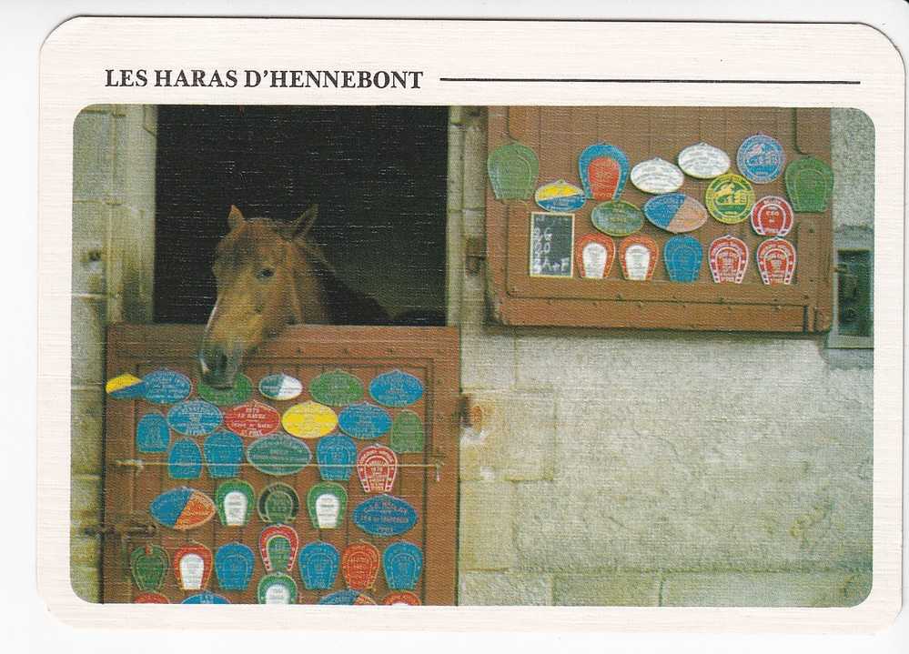 LES HARAS D'HENNEBONT -  Cheval à La  Porte De L' Ecurie - Hennebont