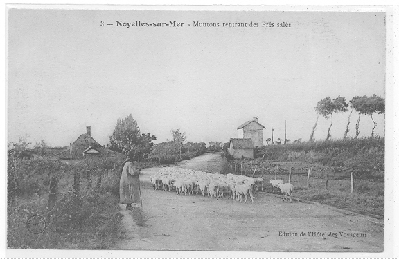 80 // NOYELLE SUR MER - Moutons Rentrant Des Prés Salés / Troupeau - Noyelles-sur-Mer