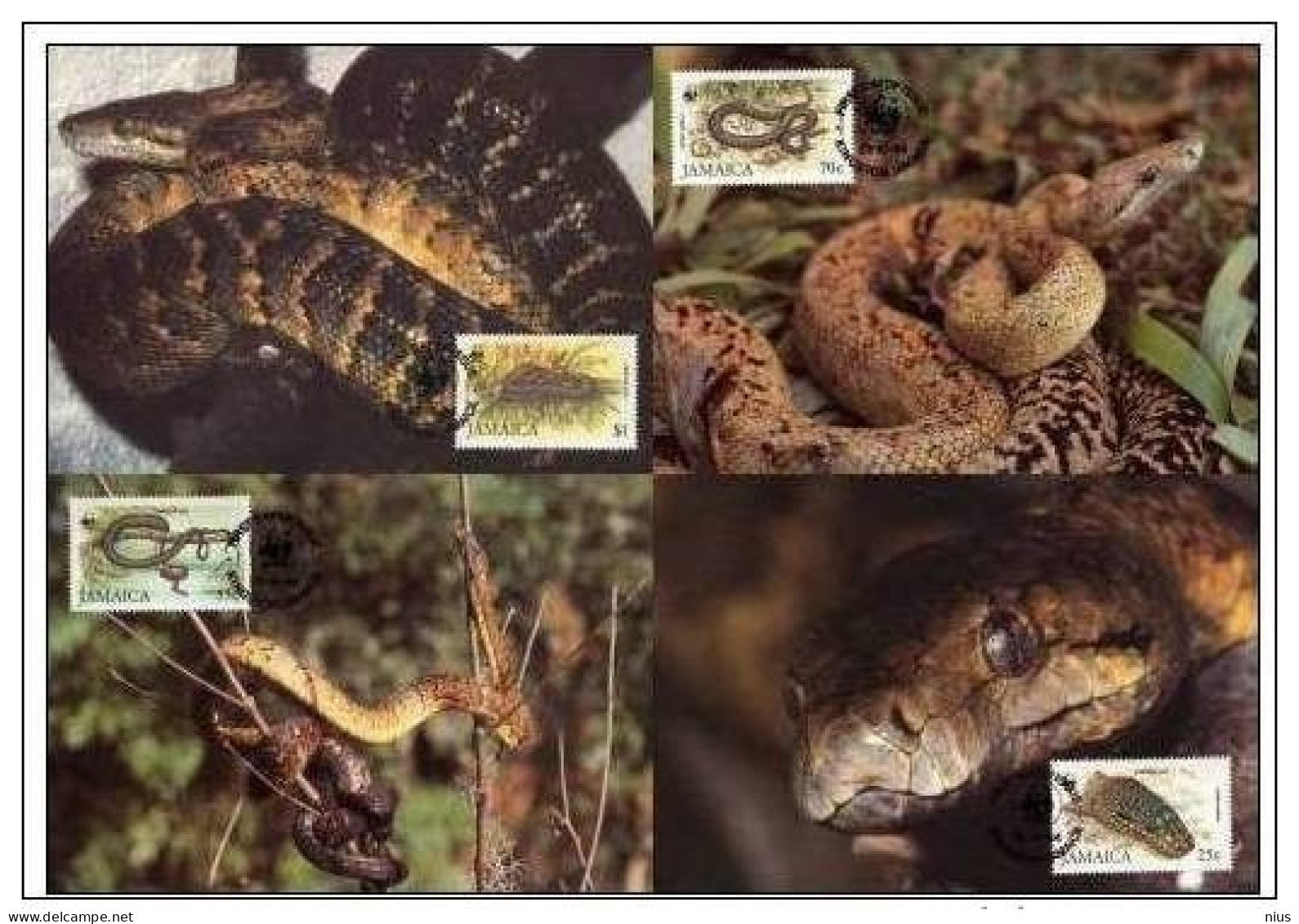 JAMAICA 1984 WWF W. W. F. Reptiles SLANGE SNAKE Snakes Jamaican Boa Fauna Maximum Cards - Cartes-maximum