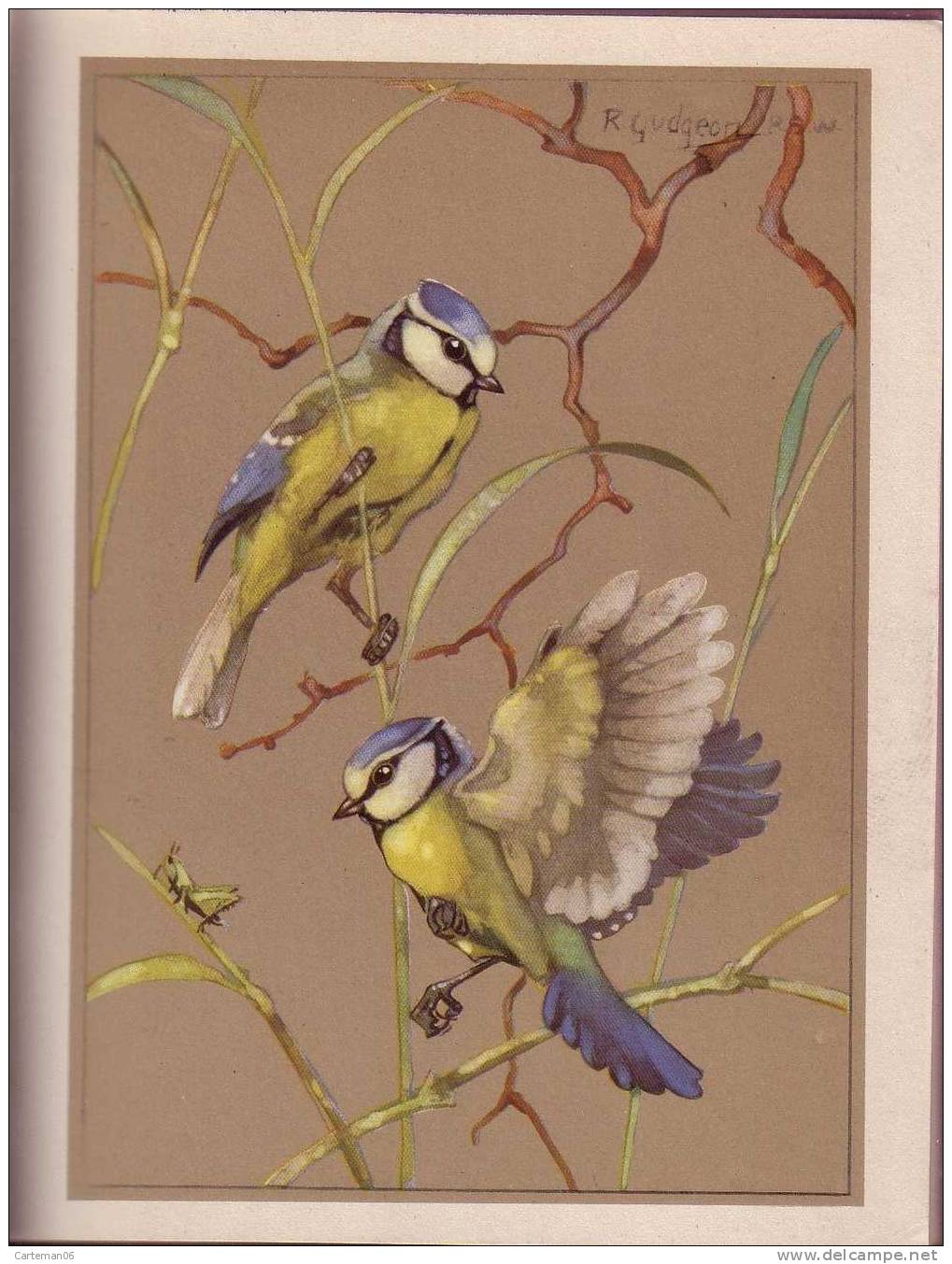 Livre - Getting To Know The Birds By C.S Bayne Illustrated By Ralston Gudgeon R.S.W 1944 (oiseaux) - Animaux