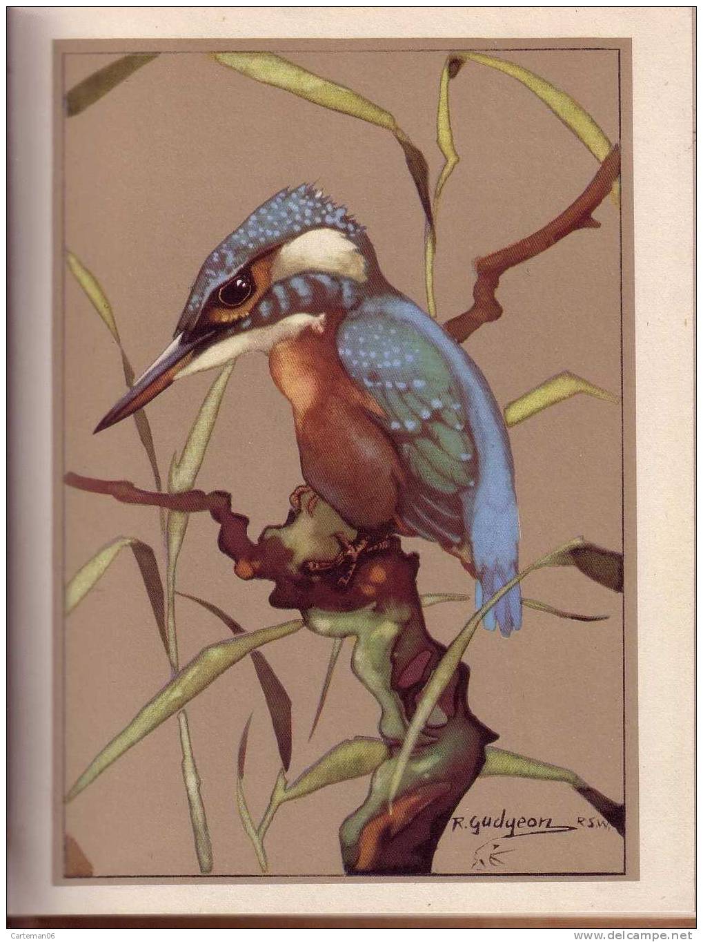 Livre - Getting To Know The Birds By C.S Bayne Illustrated By Ralston Gudgeon R.S.W 1944 (oiseaux) - Animali