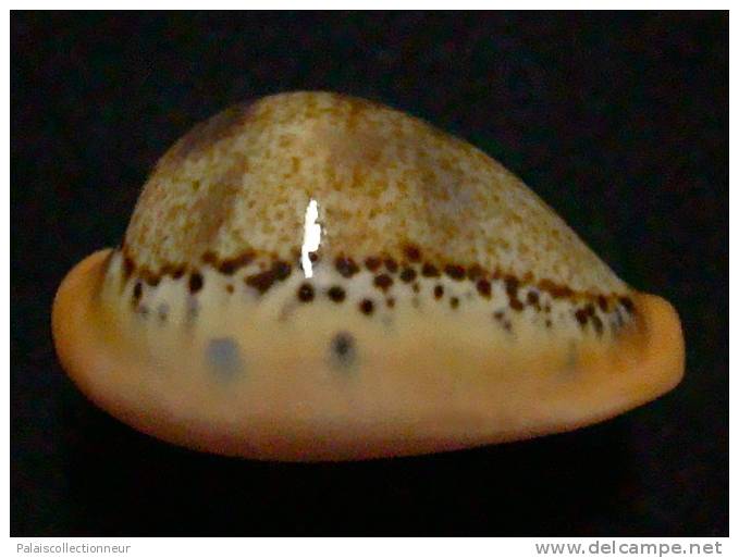 N°2941 // CYPRAEA HUNGERFORDI  " VARIETE De MER De CHINE  " //  F++/F+++ :  35,7mm  //  PEU COURANTE . - Muscheln & Schnecken