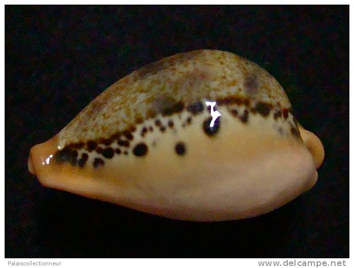 N°2941 // CYPRAEA HUNGERFORDI  " VARIETE De MER De CHINE  " //  F++/F+++ :  35,7mm  //  PEU COURANTE . - Coquillages