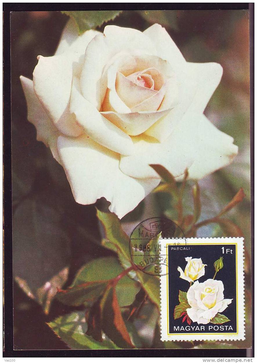 HUNGARY 1986,CM, MAXICARD MAXIMUM CARD,with Roses.(F) - Roses