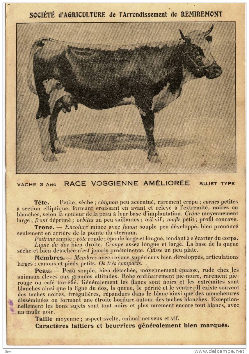 Société D Agriculture De L Arrondissement De Remiremont  -Race Vosgienne Améliorée  Vache 3 Ans - Autres Plans