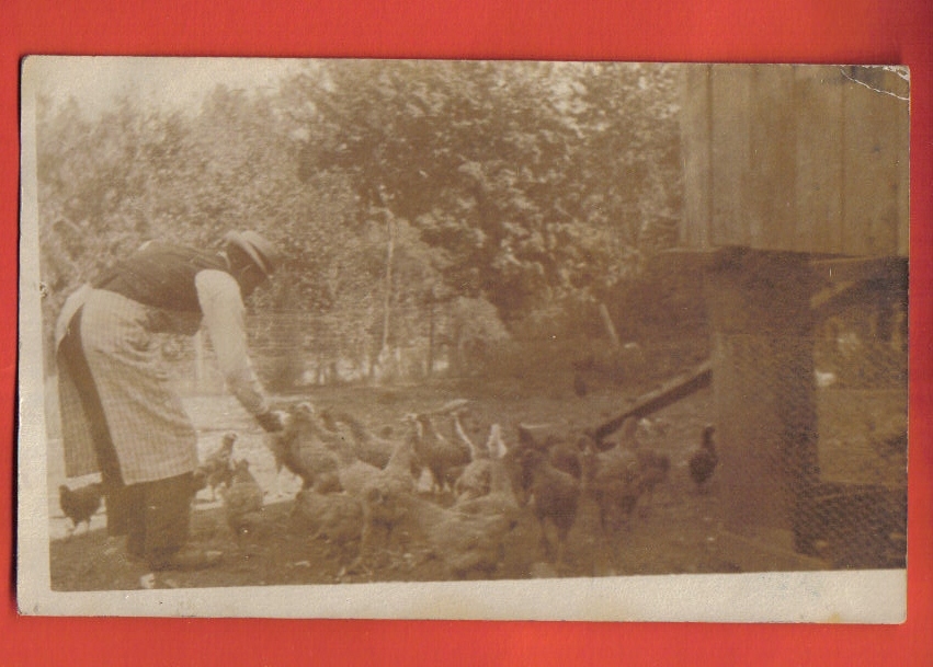 M372 Carte-Photo Paysan Américain Nourrissant Ses Poules.Cachet US 1910 Vers New York - Photographie