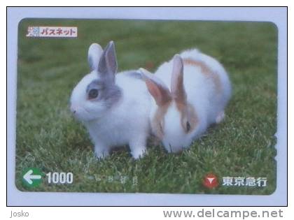 RABBIT ( Japan ) Lapin Kaninchen Conejo Coniglio Konijn Bunny Coney Cony Rabbits Animal Animaux Animals Tier Animali - Lapins