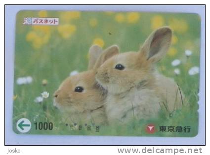 RABBIT ( Japan ) Lapin Kaninchen Conejo Coniglio Konijn Bunny Coney Cony Rabbits Animal Animaux Animals Tier Animali - Lapins