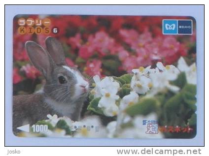 RABBIT ( Japan ) Lapin Kaninchen Conejo Coniglio Konijn Bunny Coney Cony Rabbits Animal Animaux Animals Tier Animali - Lapins