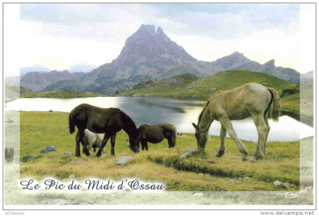 Cpm   Le Pic  Du Midi D'ossau Dans Les Pyrénées  Chevaux - Sonstige & Ohne Zuordnung