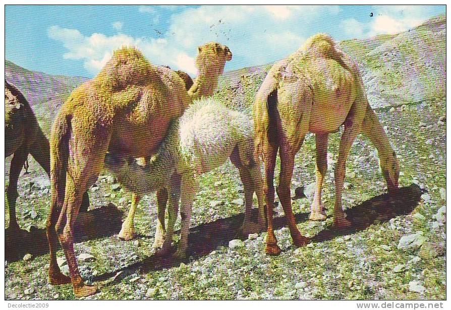 Zd5623 Fauna Animals Aniamaux Camels At Jordan Desert Not Used Good Shape - Giraffes