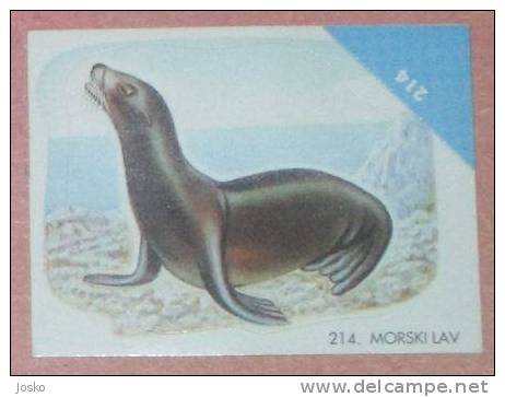 FUR SEAL  ( Croatia Sticker ) * Phoque Moine De Mer Seelöwe Seals Phoques Moines * Croatie Autocollant - Other & Unclassified