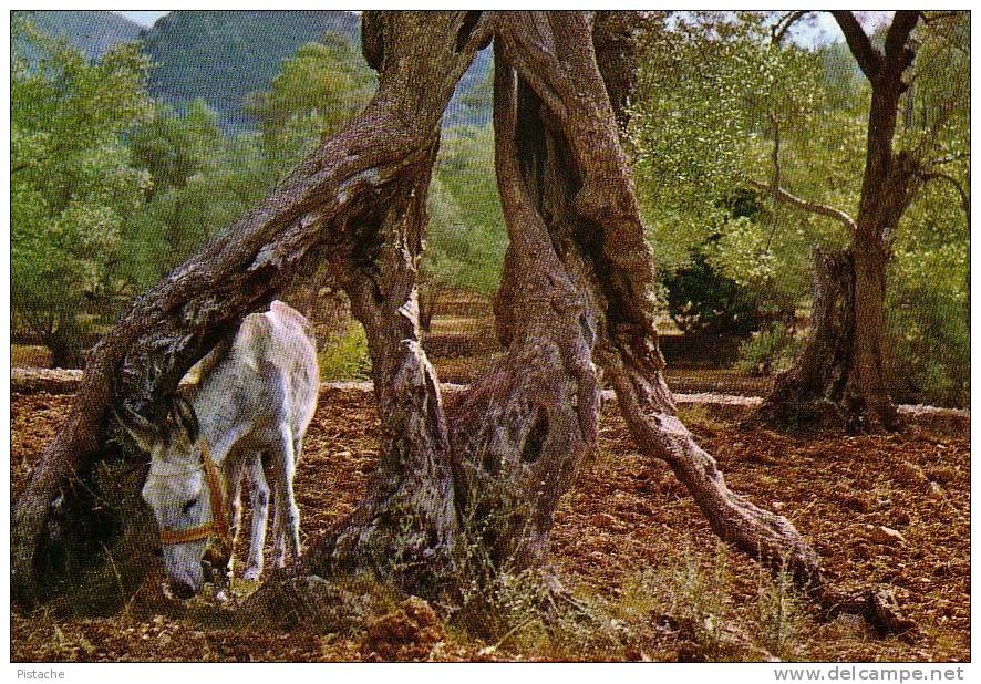 Majorque Mallorca Baléares Spain - Olivos Milenarios - Oliviers Millénaires - Arbre Tree âne Donkey - Unused - Mallorca