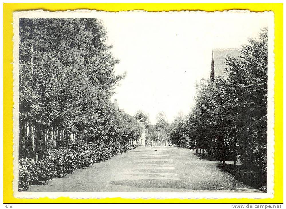 SANATORIUM ELISABETH : LAAN IN HET PARK  Te SIJSELE DAMME - HOPITAL Ou CLINIQUE 1910 - Damme