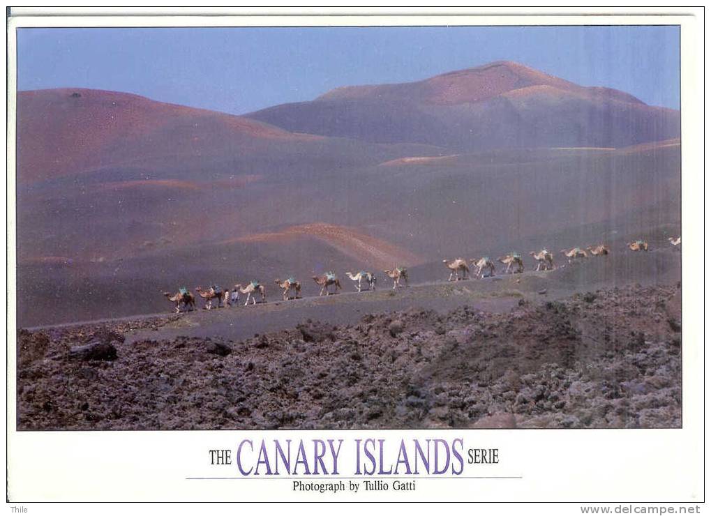 LANZAROTE - Parque Nacional De Timanfaya - Montana Del Fuego - Chameaux - Camels - Format 17 Cm X 12 Cm - Lanzarote