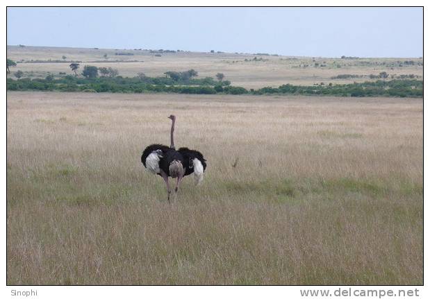 A97-78   @   Bird Ostrich , ( Postal Stationery , Articles Postaux ) - Ostriches