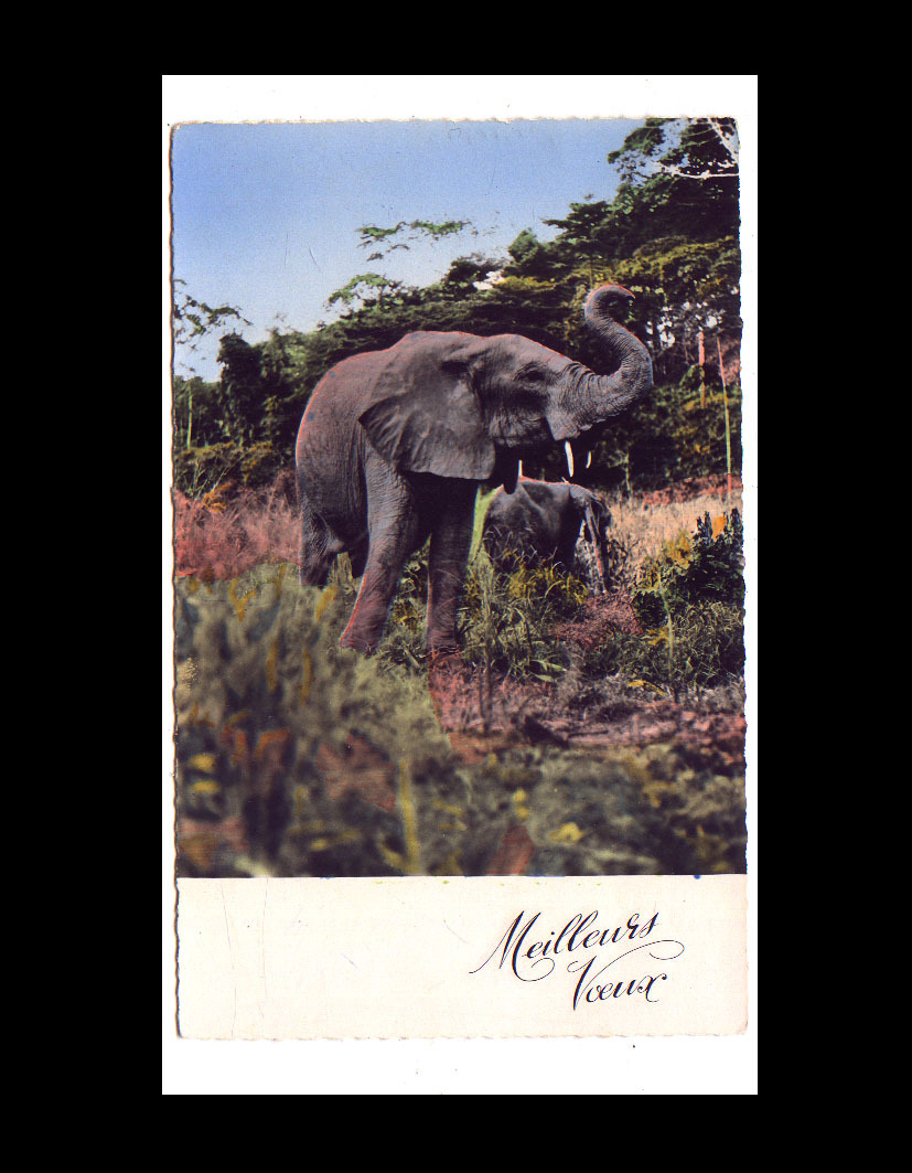 ELEPHANT - Éléphants