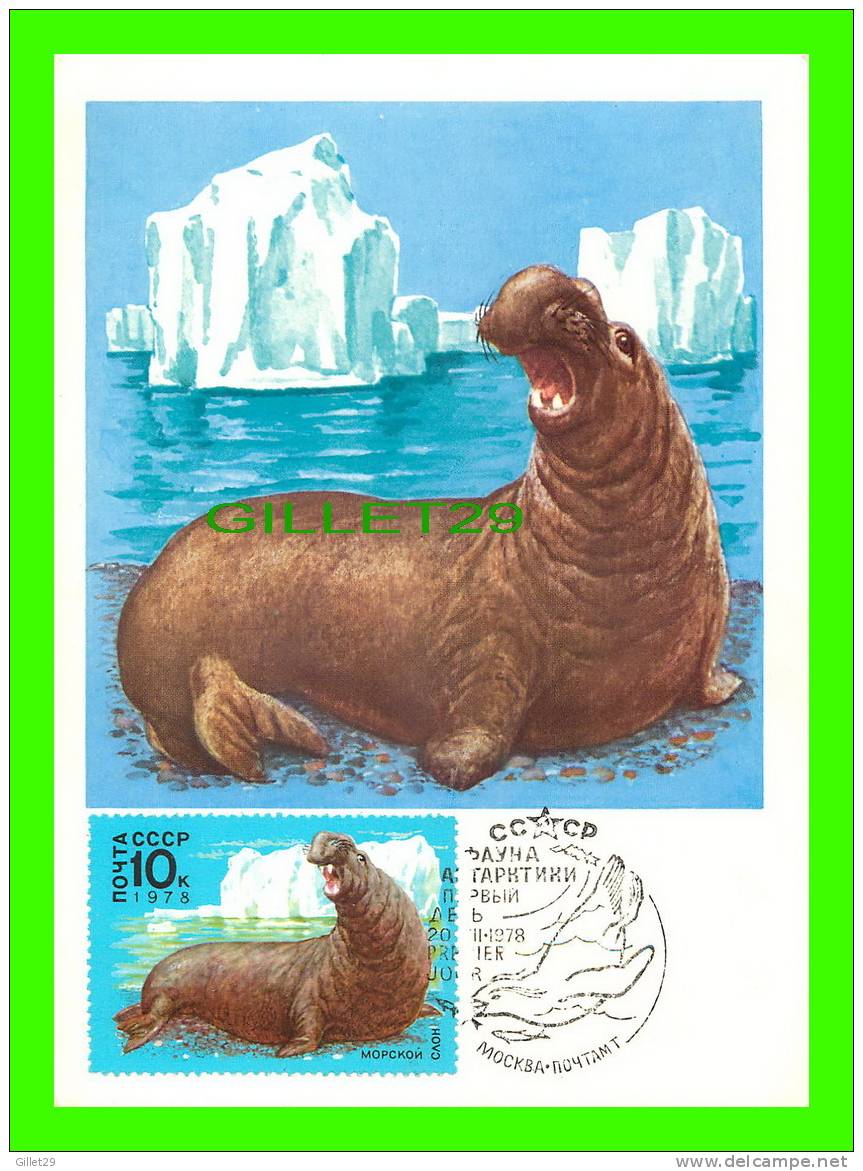 CARTE MAXIMUM, RUSSIE - ÉLÉPHANT DE MER  - ÉDITION DE 1978 - - Cartes Maximum