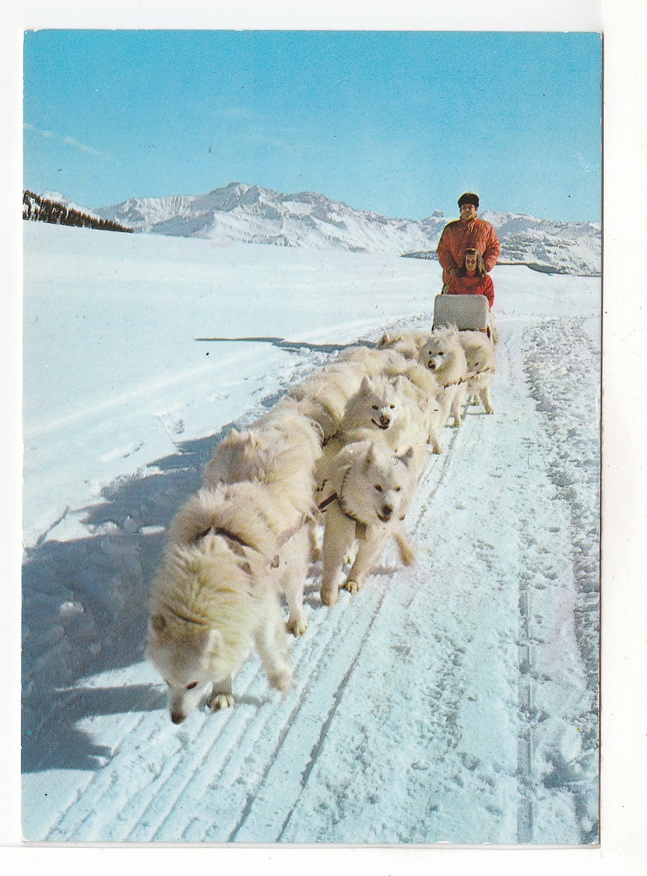 NEIGE ET SOLEIL  -  Attelage Du Grand Nord Dans Nos Montagnes  -  ATTELAGE De CHEINS  - N° 74 PH 97 - Hunde