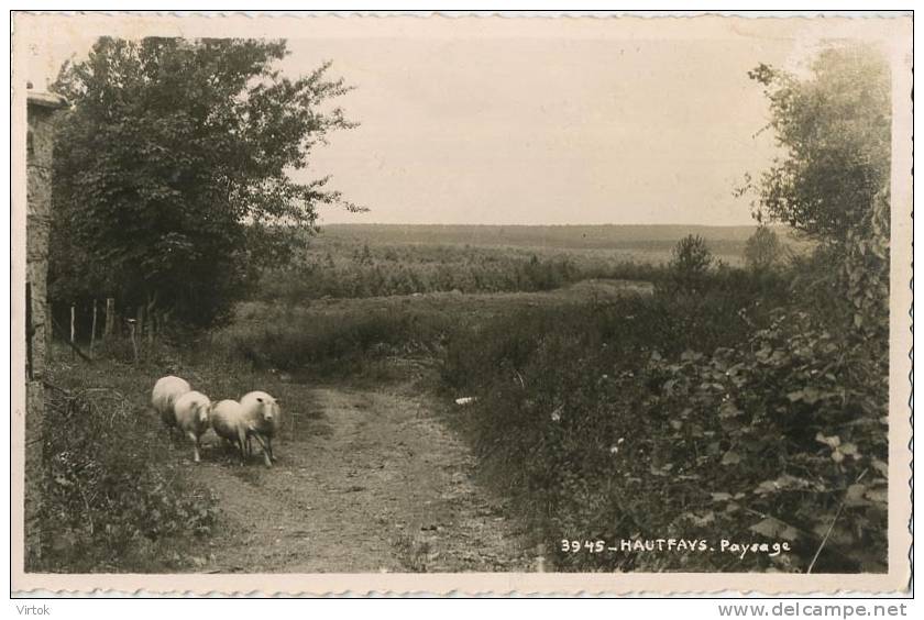 Haut-Fays : Passage ( Ecrit 1953 Avec Timbre )  Mouton - Schapen - Daverdisse