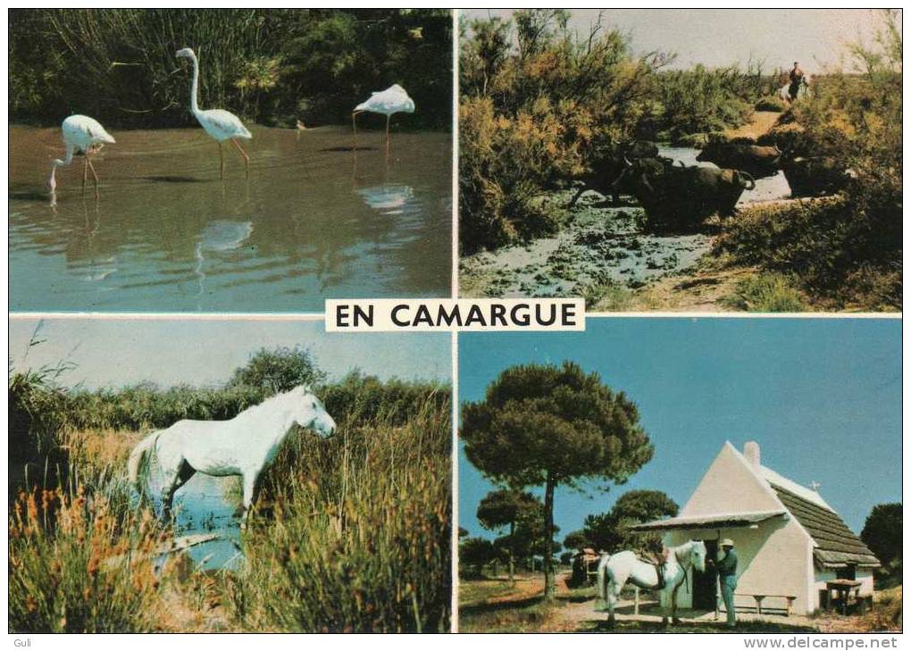 En  CAMARGUE -13 Bouches Du Rhône - SOUVENIR -multi Vues  - Année 1973*PRIX FIXE - Autres & Non Classés