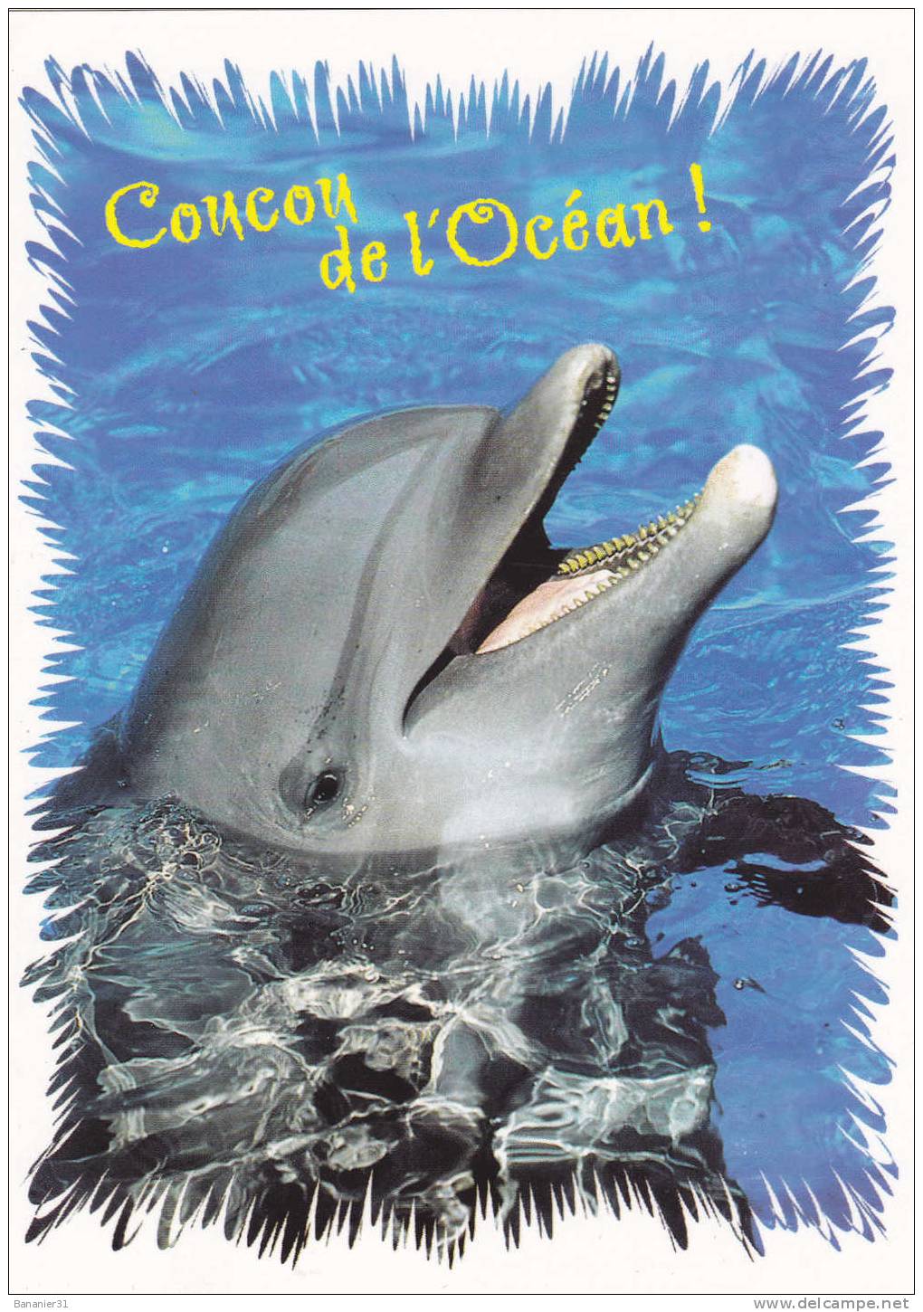 Collection DAUPHIN à Petit Prix ! - Dauphins