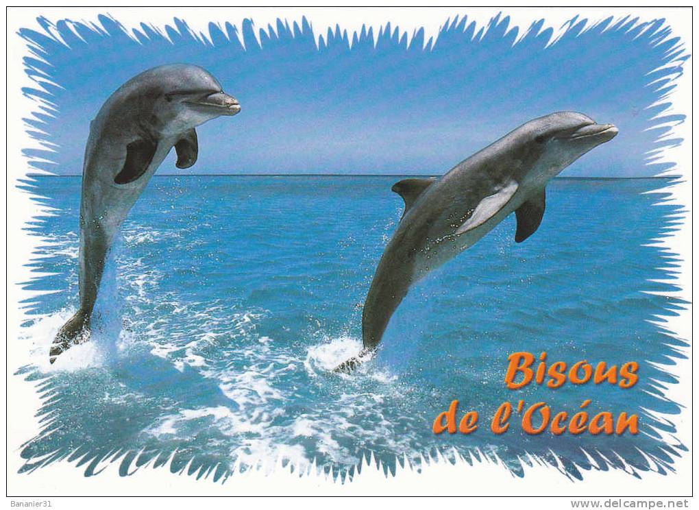 Collection DAUPHIN à Petit Prix ! - Dolphins