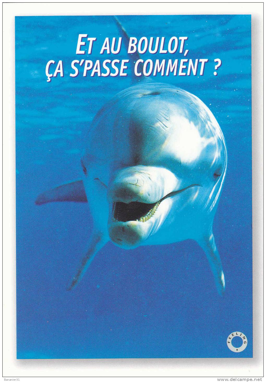 Collection DAUPHIN à Petit Prix ! - Dolphins