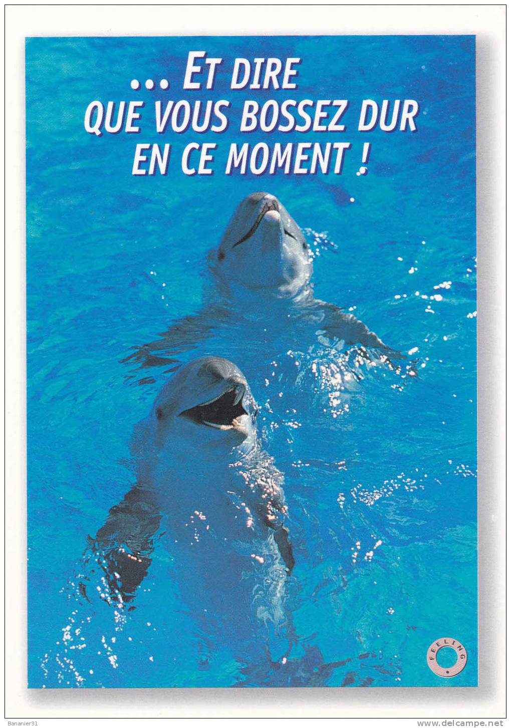 Collection DAUPHIN à Petit Prix ! - Dolphins