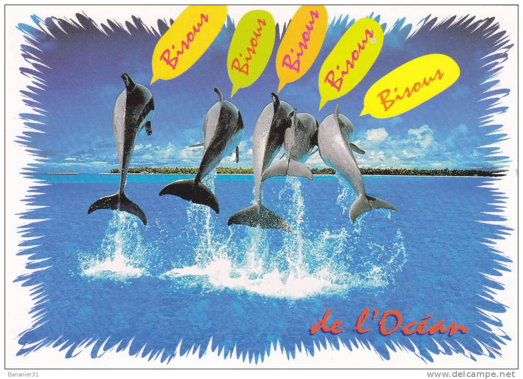Collection DAUPHIN à Petit Prix ! - Delfines