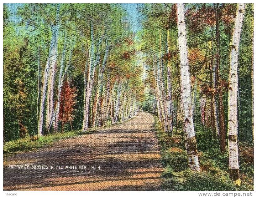 7379    Stati  Uniti   White  Birches In   The White  Mts.   N.H.   NV - White Mountains