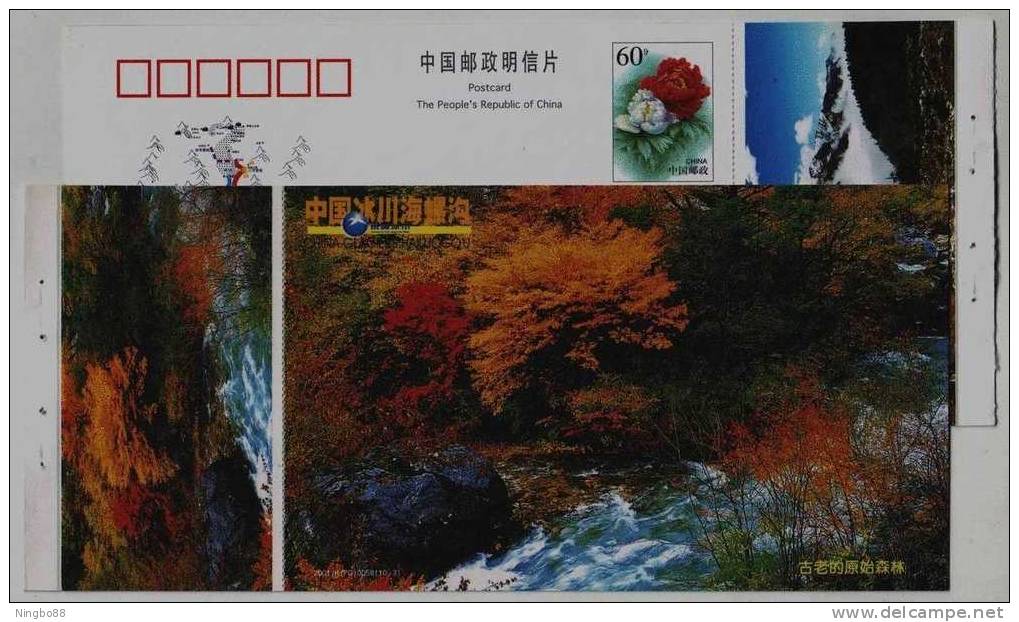 Virgin Forest Stream,geology Spectacle,China 2001 Hailuogou National Glacier Forest Park Advertising Pre-stamped Card - Other & Unclassified