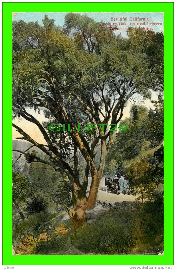 WAWONA & YOSOMITE, CA. - WASHBURN OAK - ANIMATED - TRAVEL IN 1911 - PACIFIC NOVELTY CO - - Yosemite