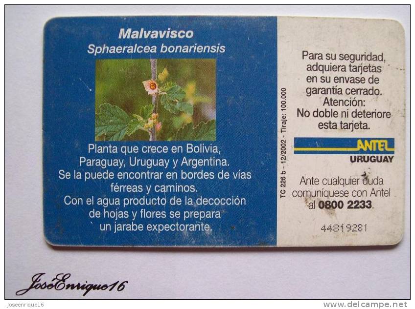 TC 226a PLANTA MALVAVISCO, Marshmallow PLANTES. ANTEL, URUGUAY - Uruguay